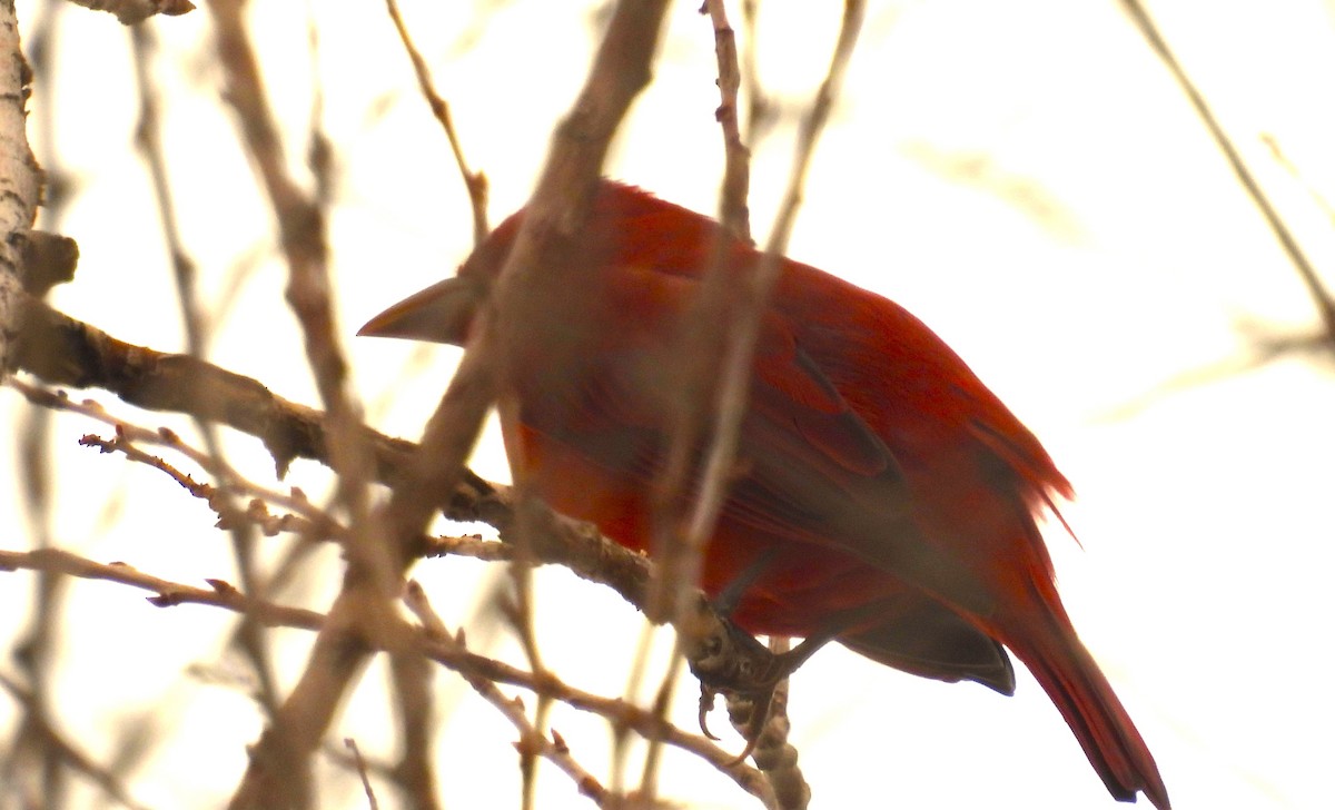 Sommerkardinal - ML645660571