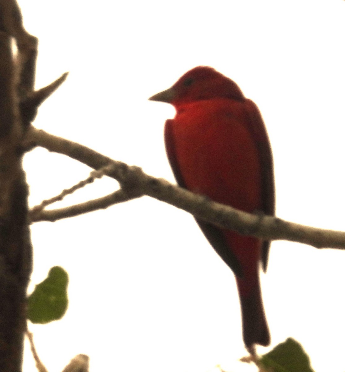 Sommerkardinal - ML645660572