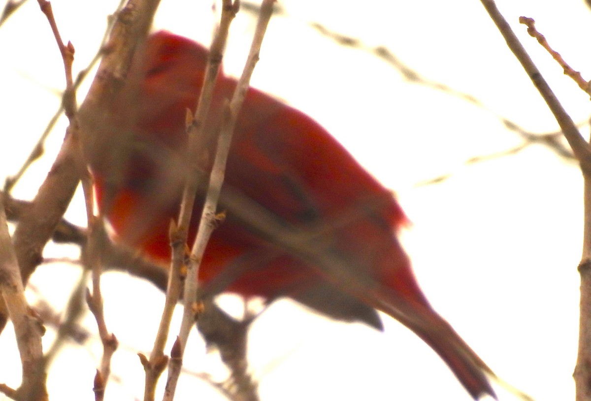 Sommerkardinal - ML645660573