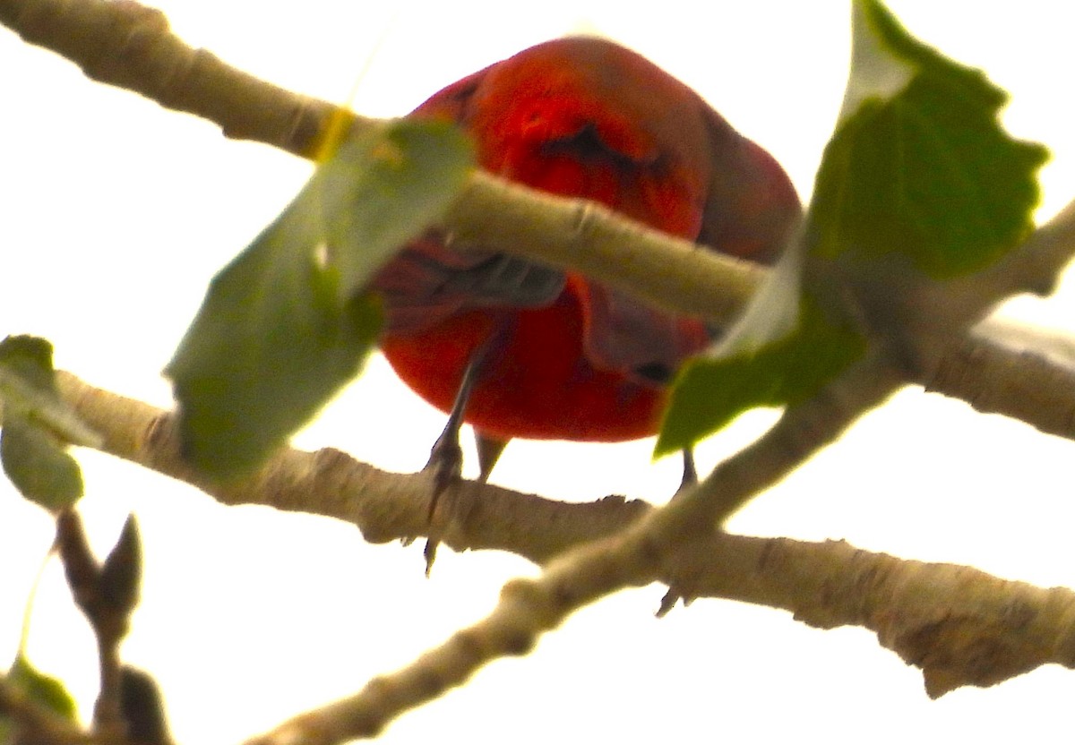 Sommerkardinal - ML645660575