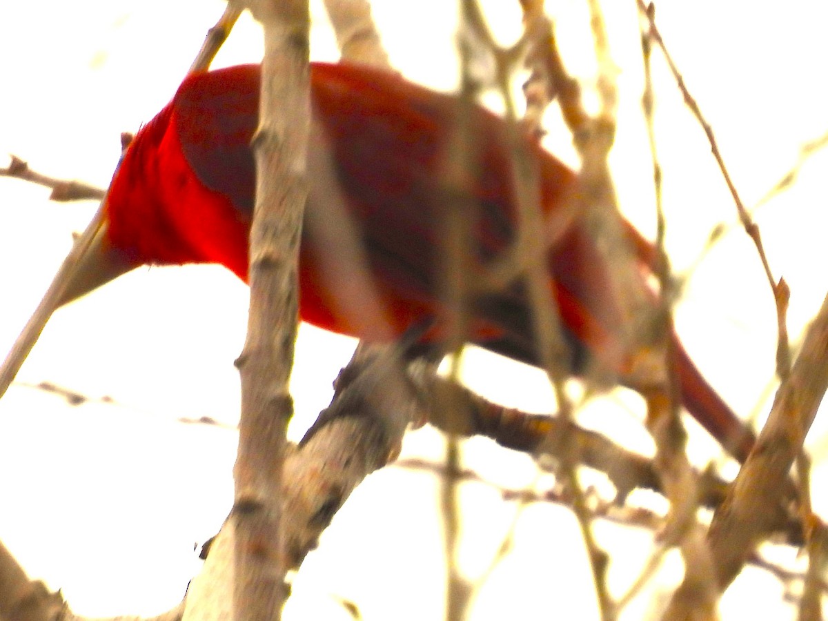 Sommerkardinal - ML645660577