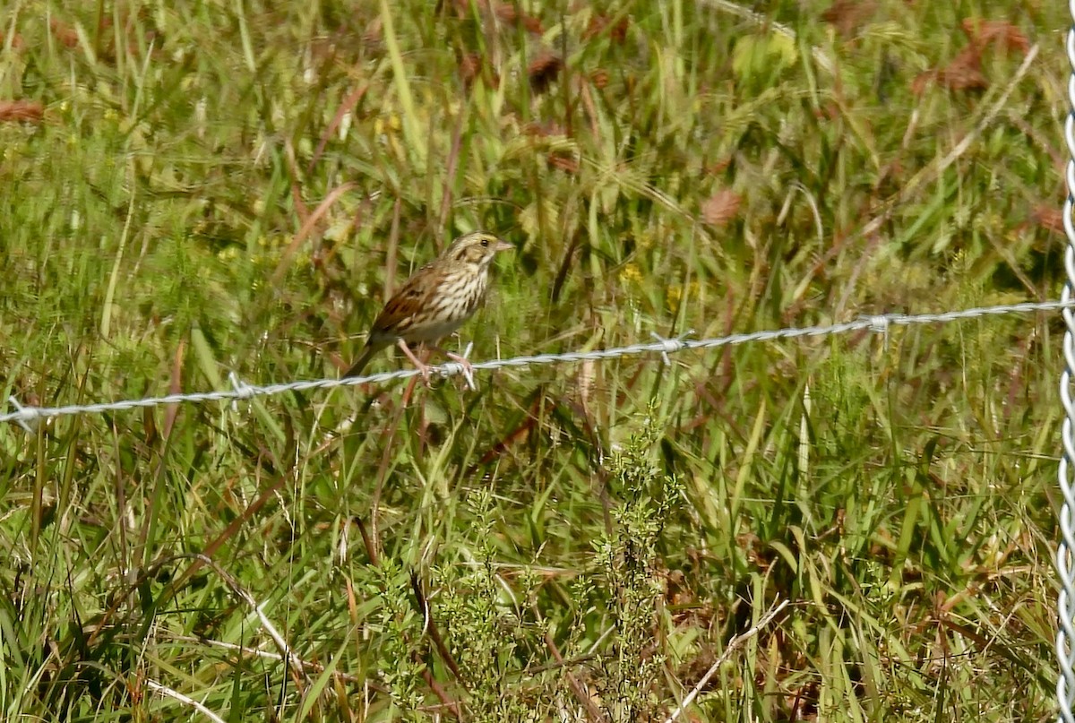 Savannah Sparrow - ML645660578