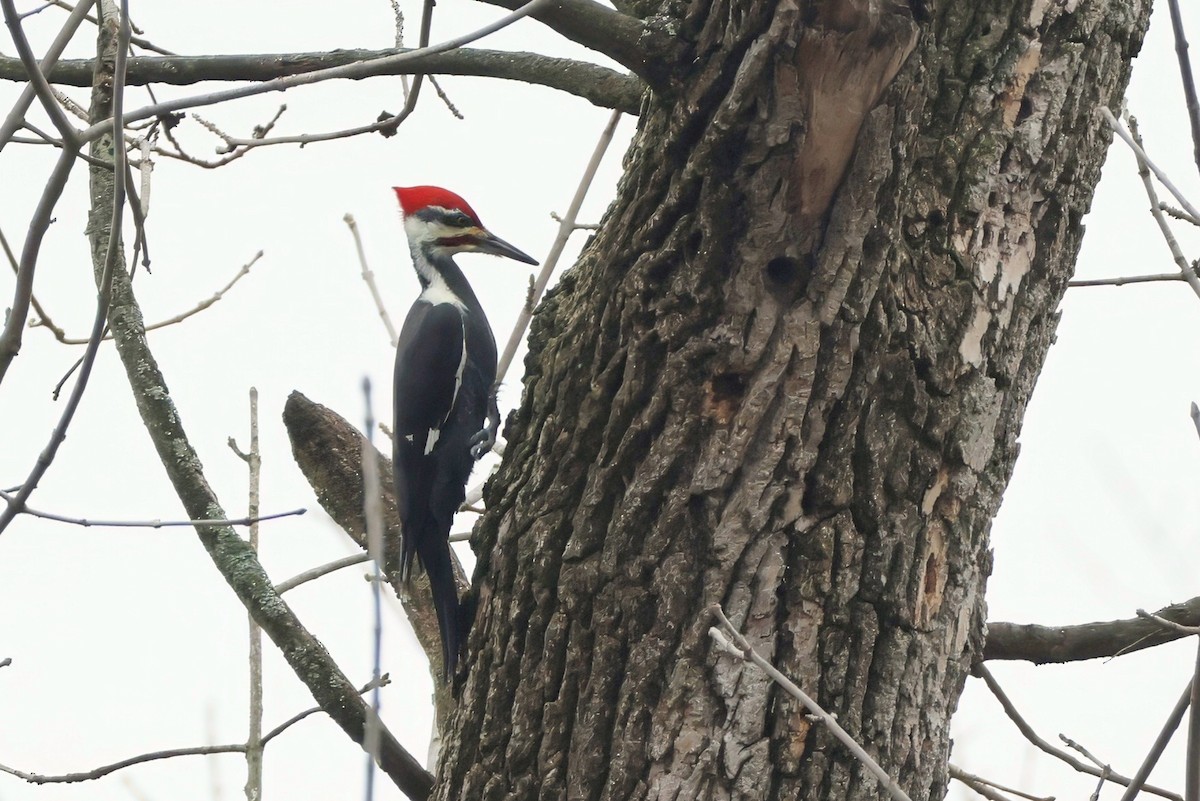 Pileated Woodpecker - ML645660580