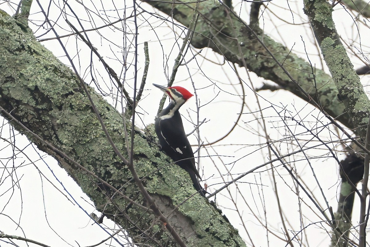 Pileated Woodpecker - ML645660583