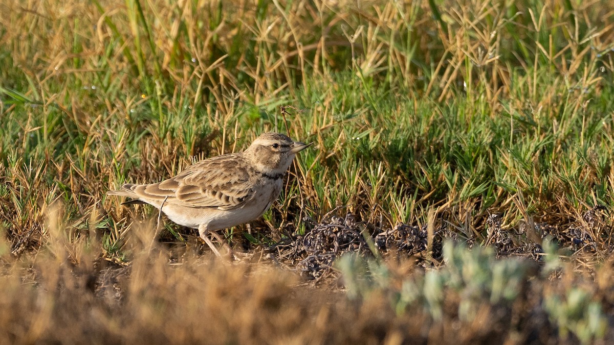 Bimaculated Lark - ML645660586