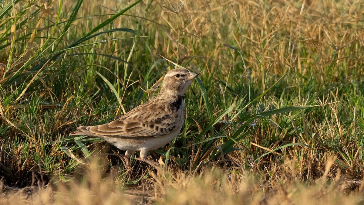 Bimaculated Lark - ML645660587