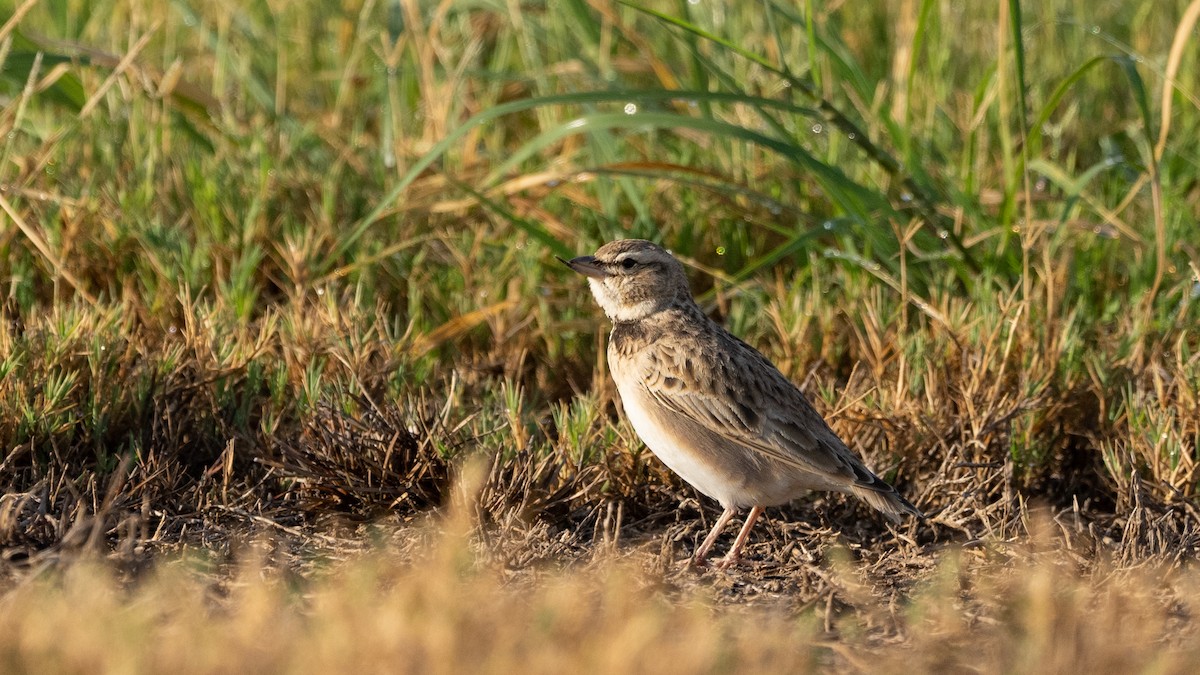 Bimaculated Lark - ML645660588