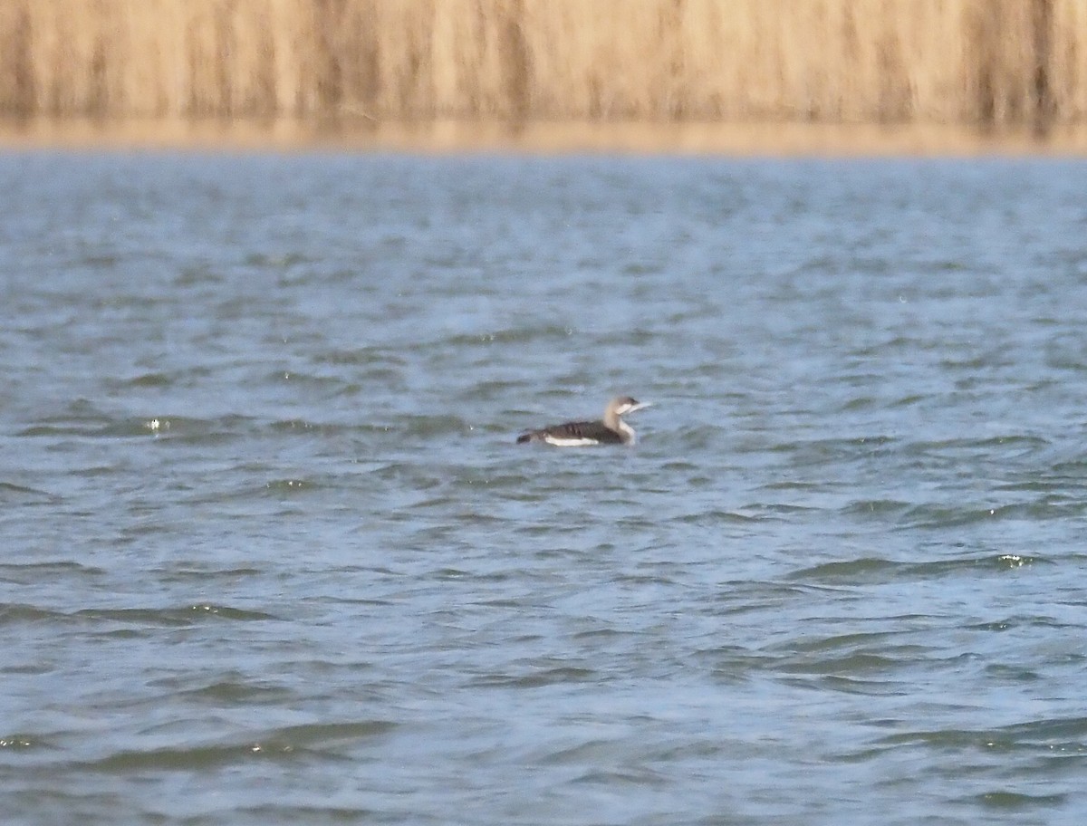 Prachttaucher - ML645660590