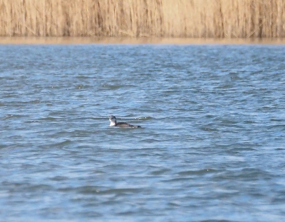 Prachttaucher - ML645660591