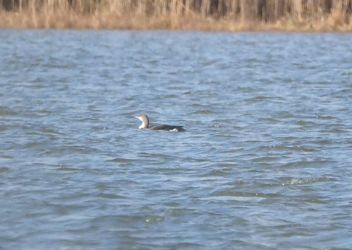 Prachttaucher - ML645660592