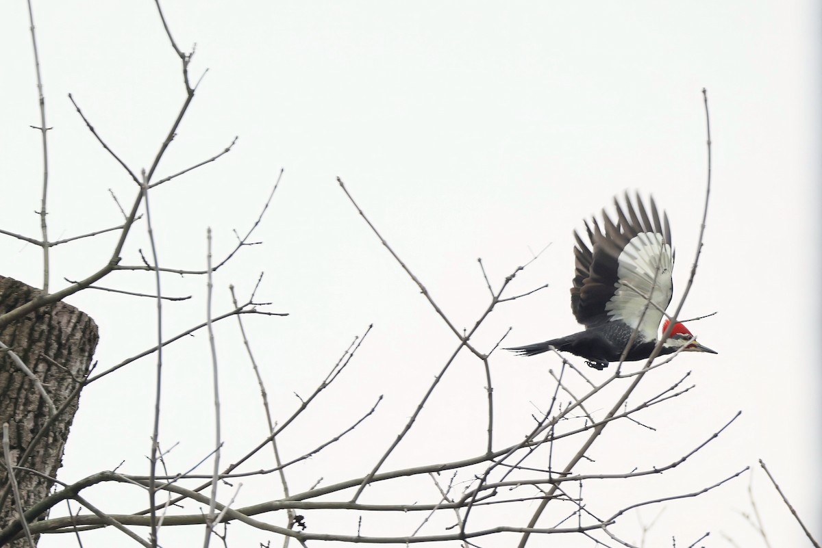 Pileated Woodpecker - ML645660593