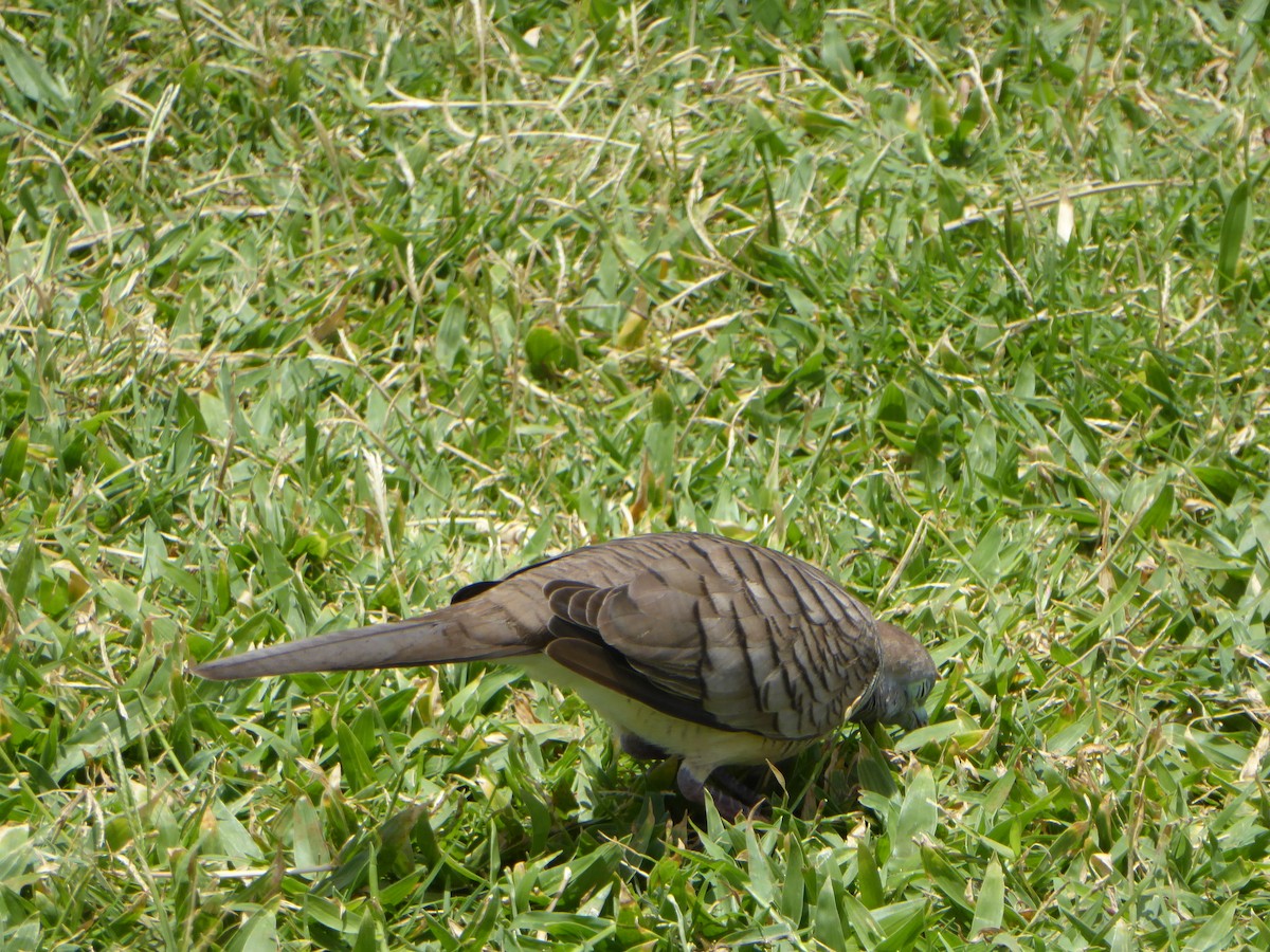 Sperbertäubchen - ML645660594