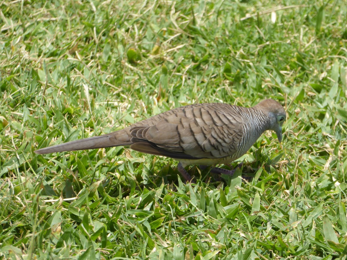 Sperbertäubchen - ML645660596