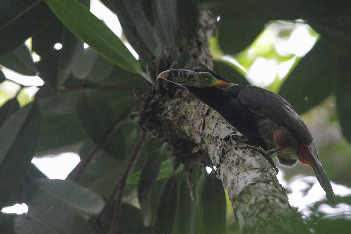 Fleckenarassari - ML645660597