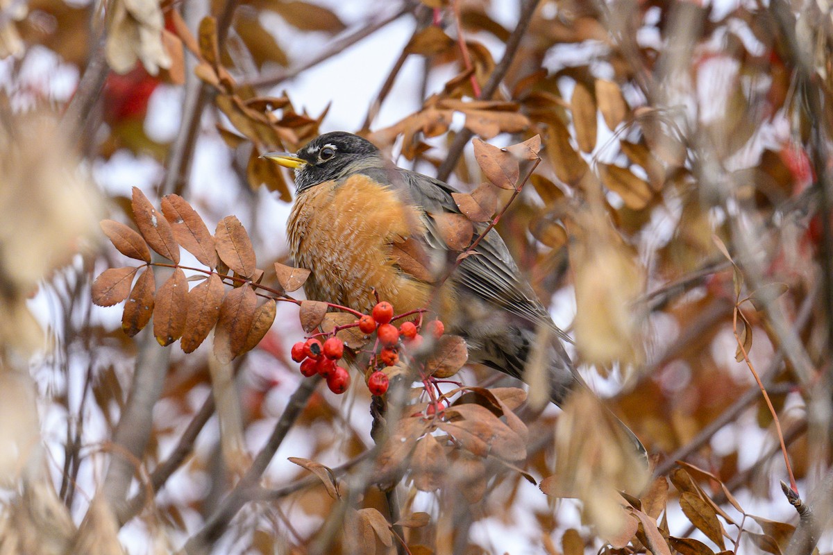 Wanderdrossel - ML645660598