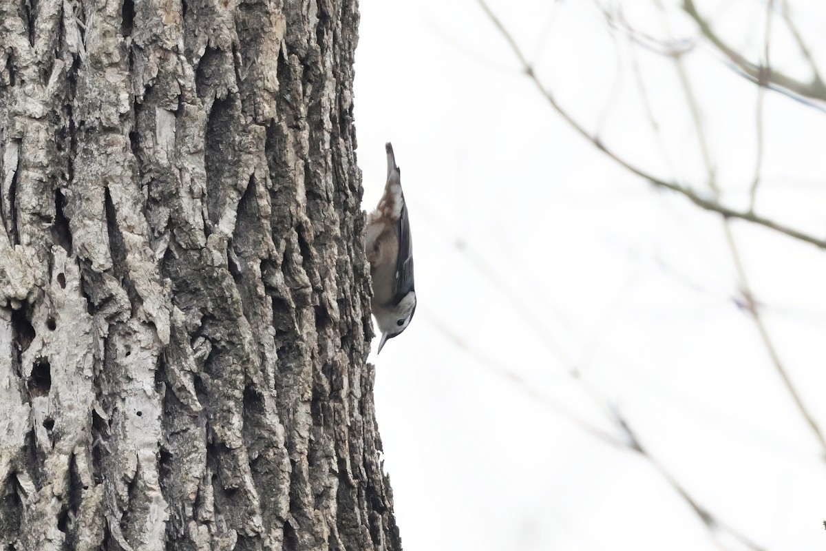 Weißbrustkleiber - ML645660599