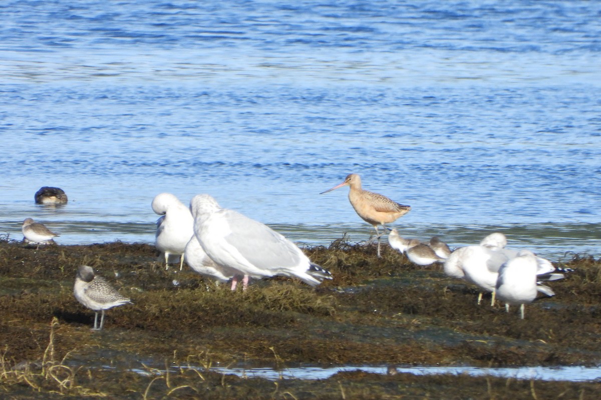 Marmorschnepfe - ML645660600