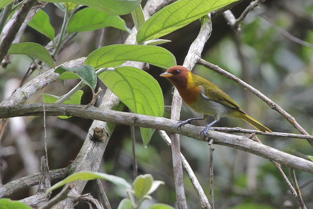 Rostkappentangare - ML645660601