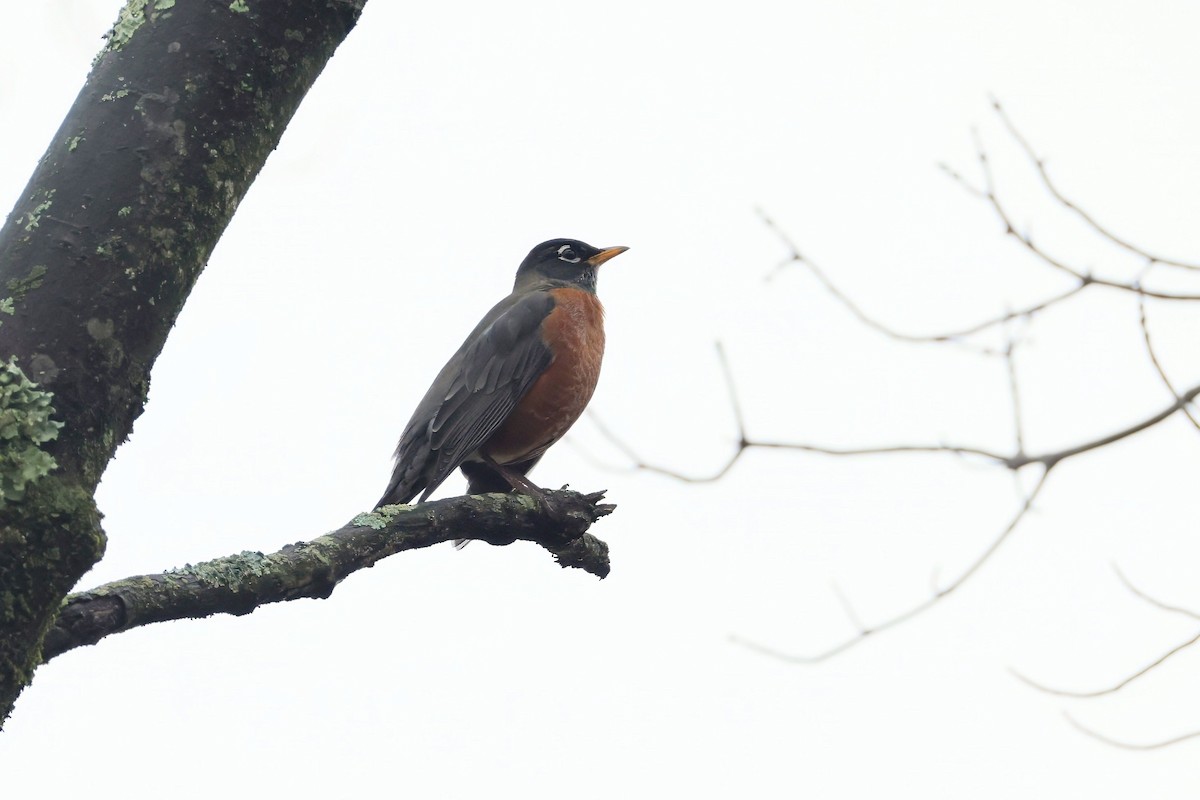 Wanderdrossel - ML645660602