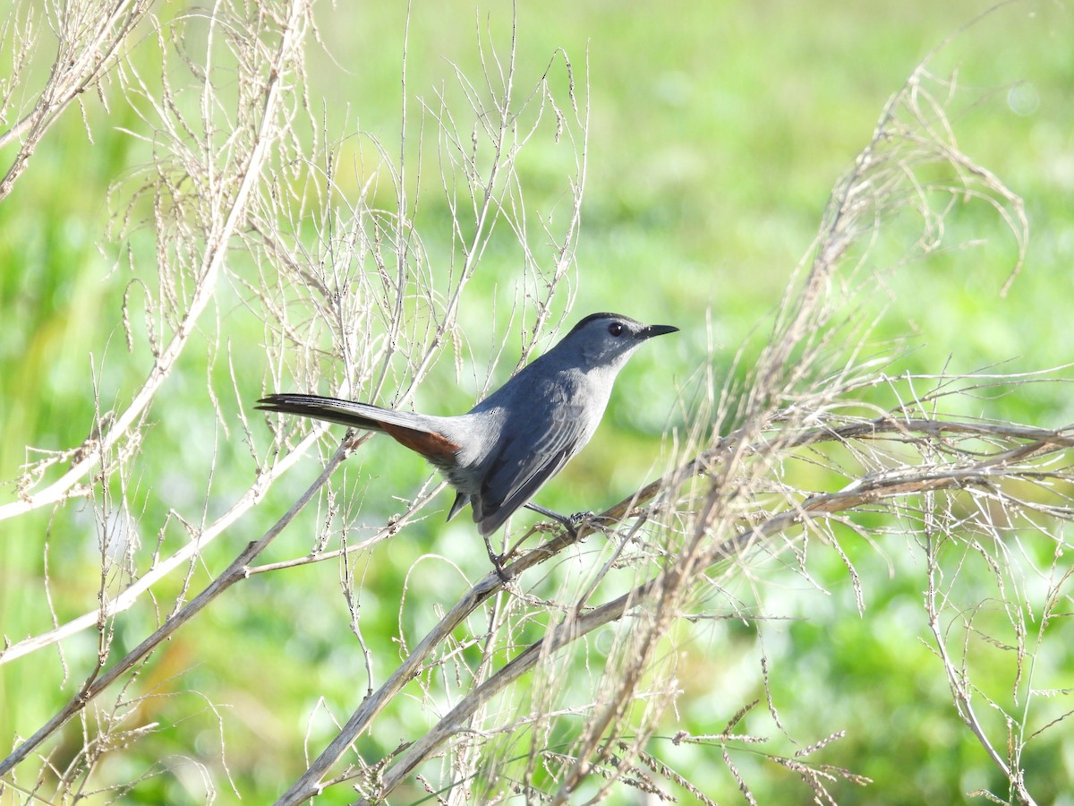 Gray Catbird - ML645660603