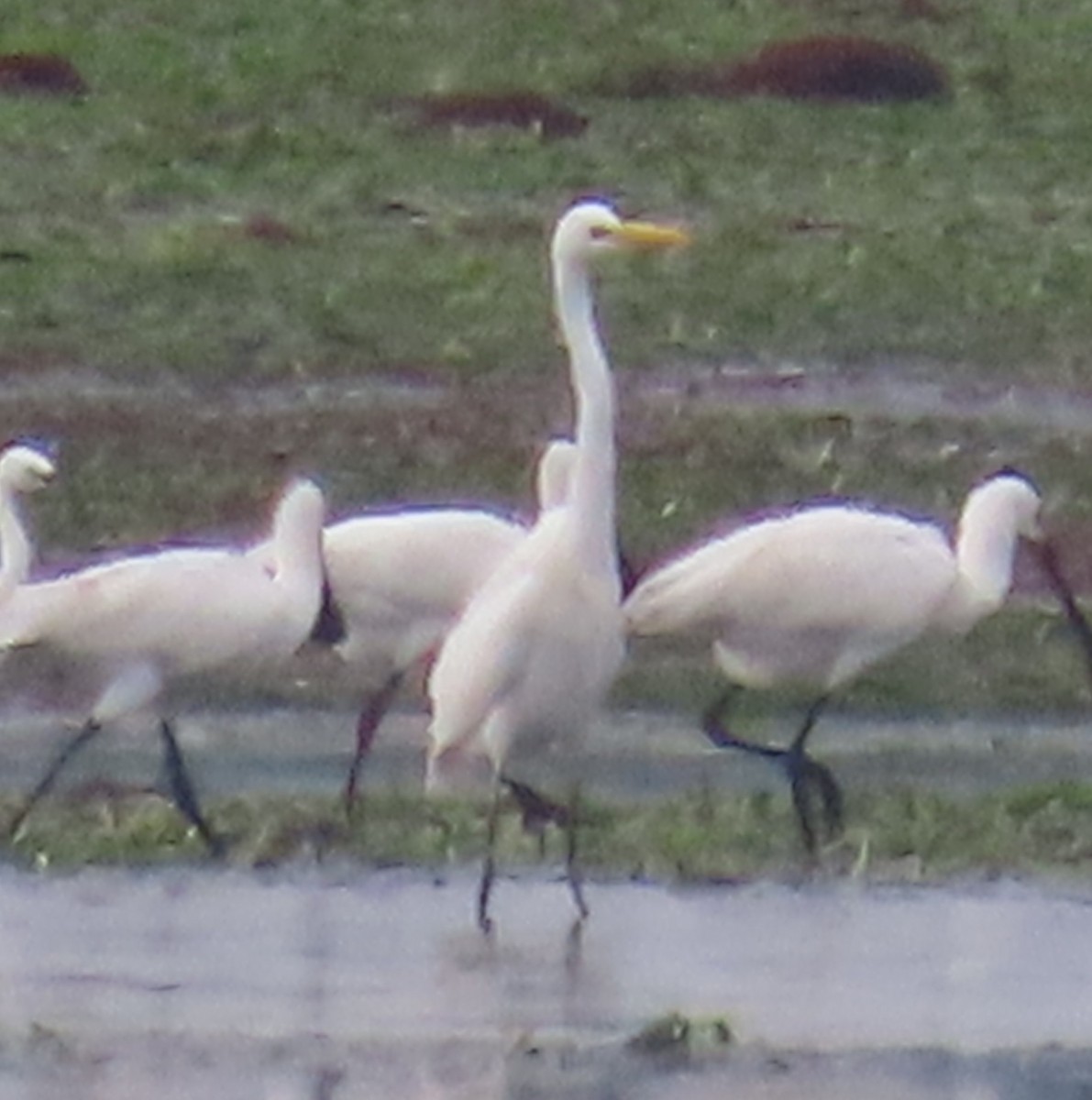 Silberreiher - ML645660604