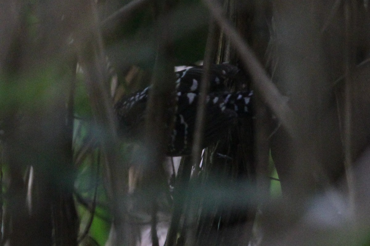 Bindenschwanz-Ameisenfänger - ML645660606