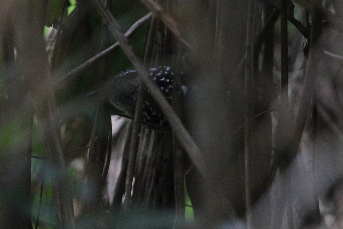 Bindenschwanz-Ameisenfänger - ML645660607