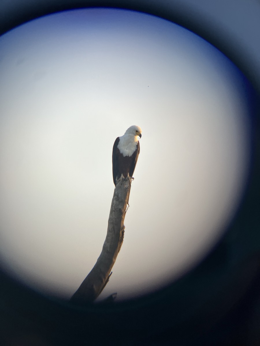 Schreiseeadler - ML645660609