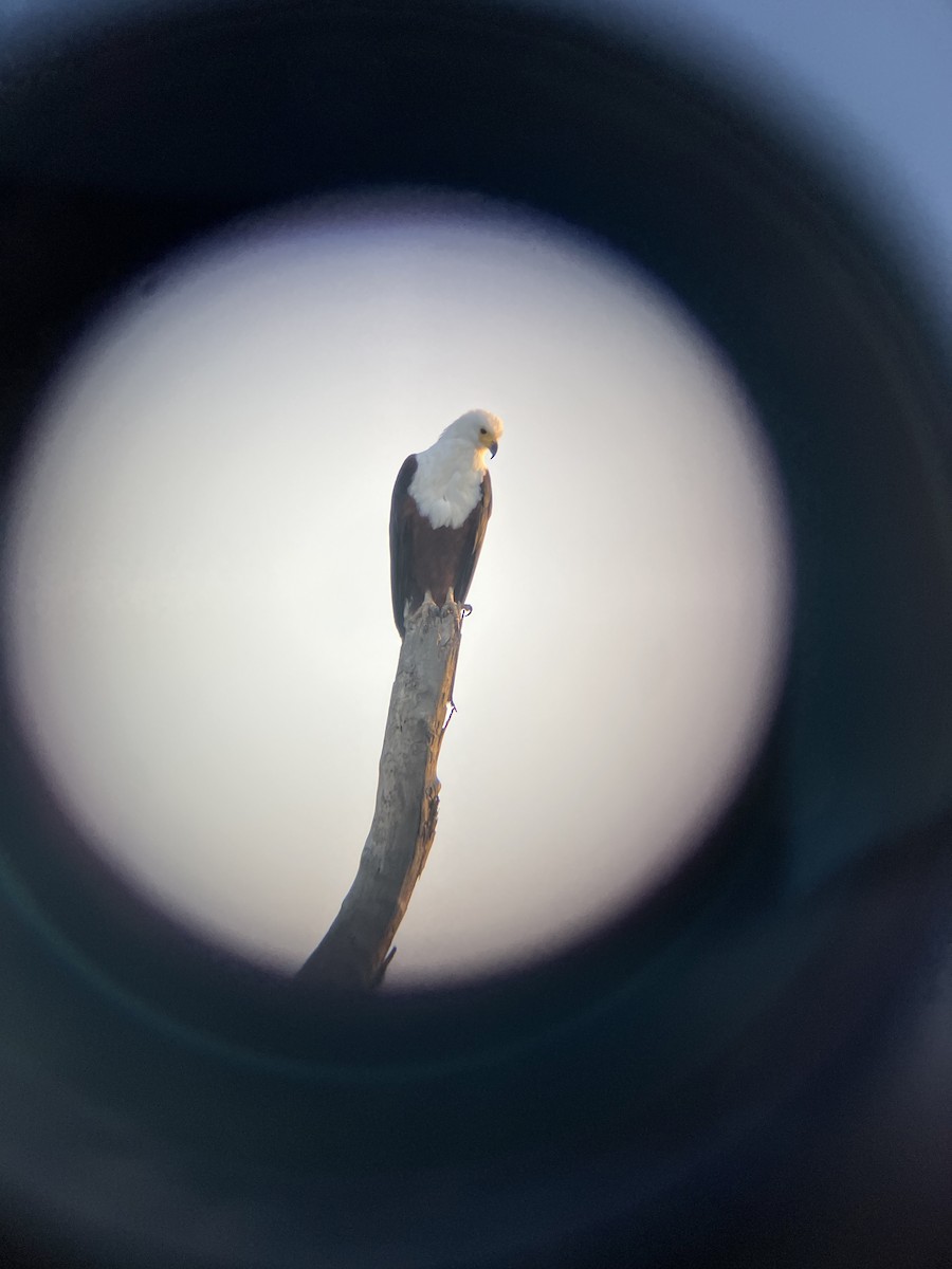 Schreiseeadler - ML645660610