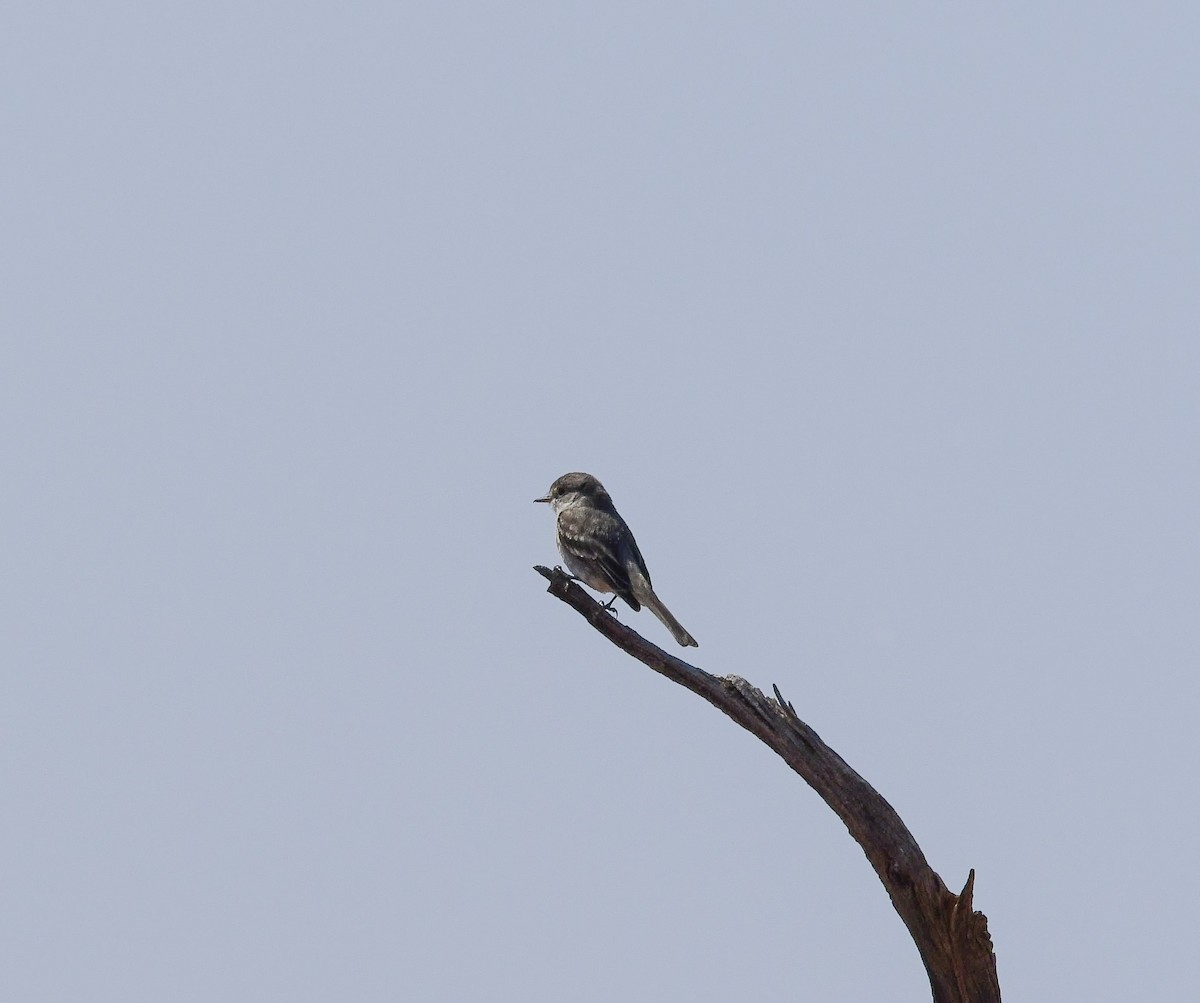 Buschland-Schnäppertyrann - ML645660611