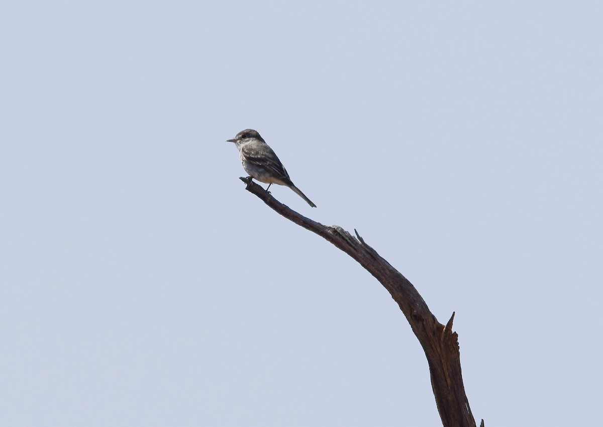 Buschland-Schnäppertyrann - ML645660612