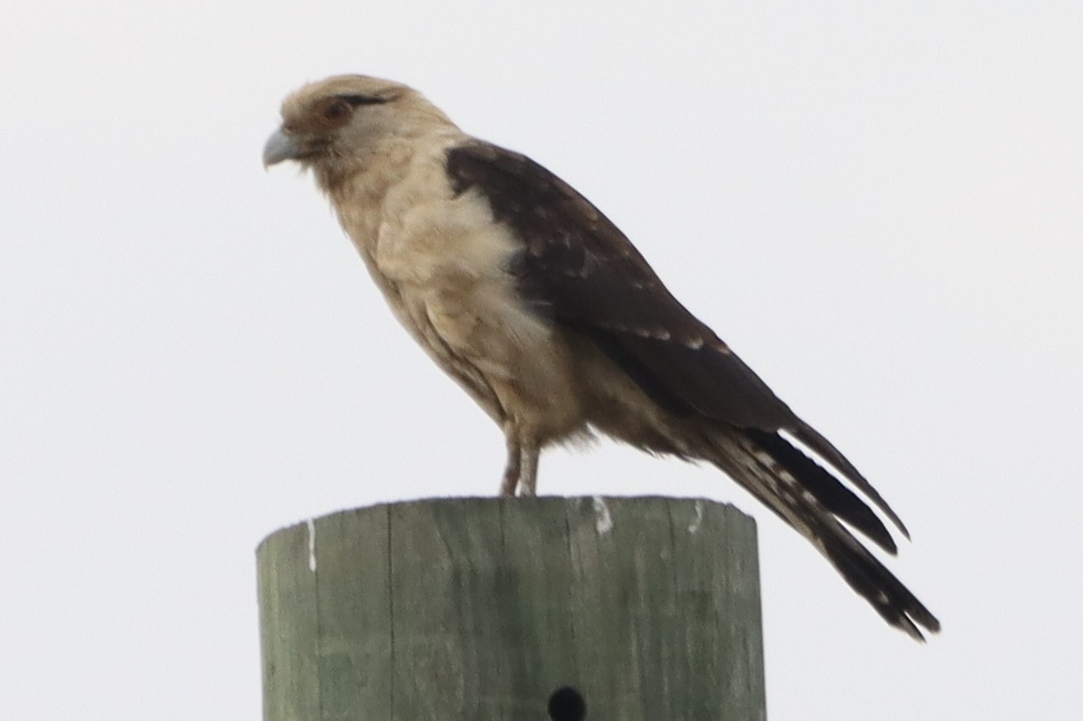 Gelbkopfkarakara - ML645660615