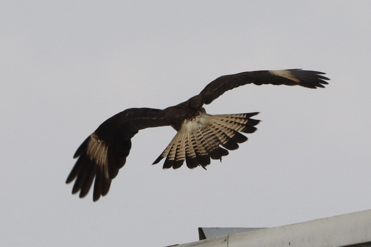 Yellow-headed Caracara - ML645660616