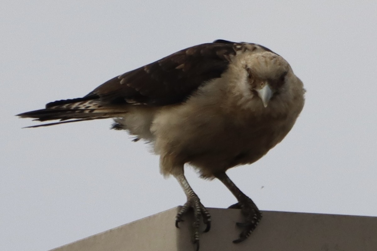 Yellow-headed Caracara - ML645660617