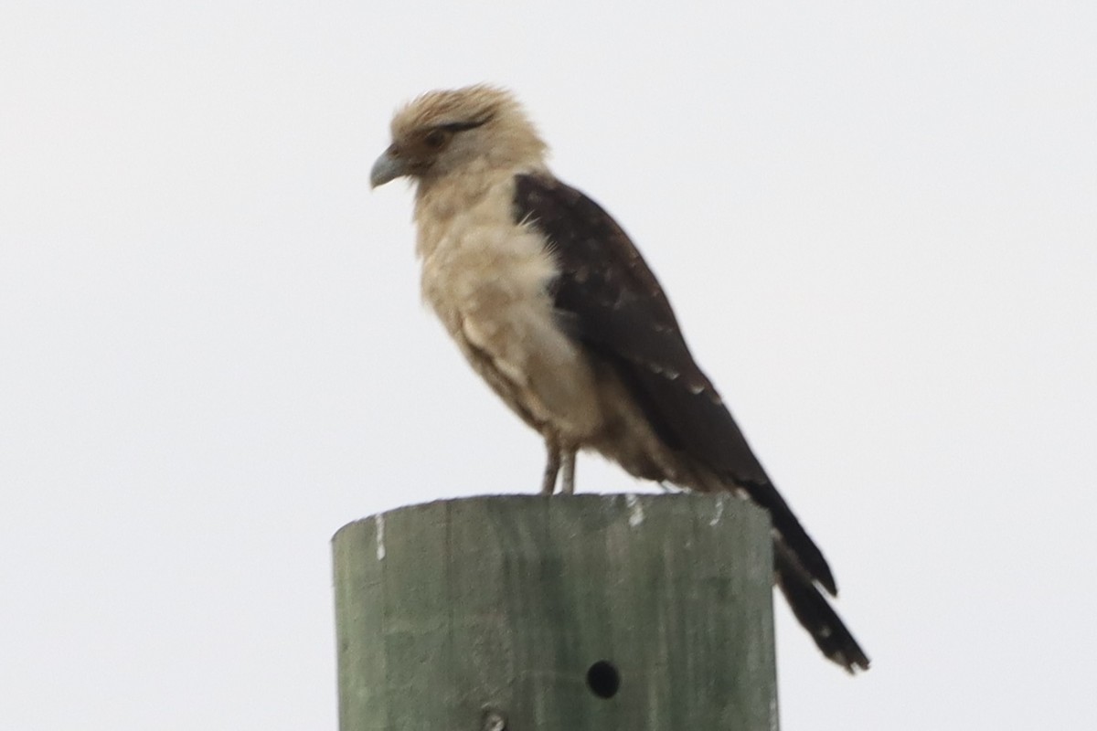 Yellow-headed Caracara - ML645660618