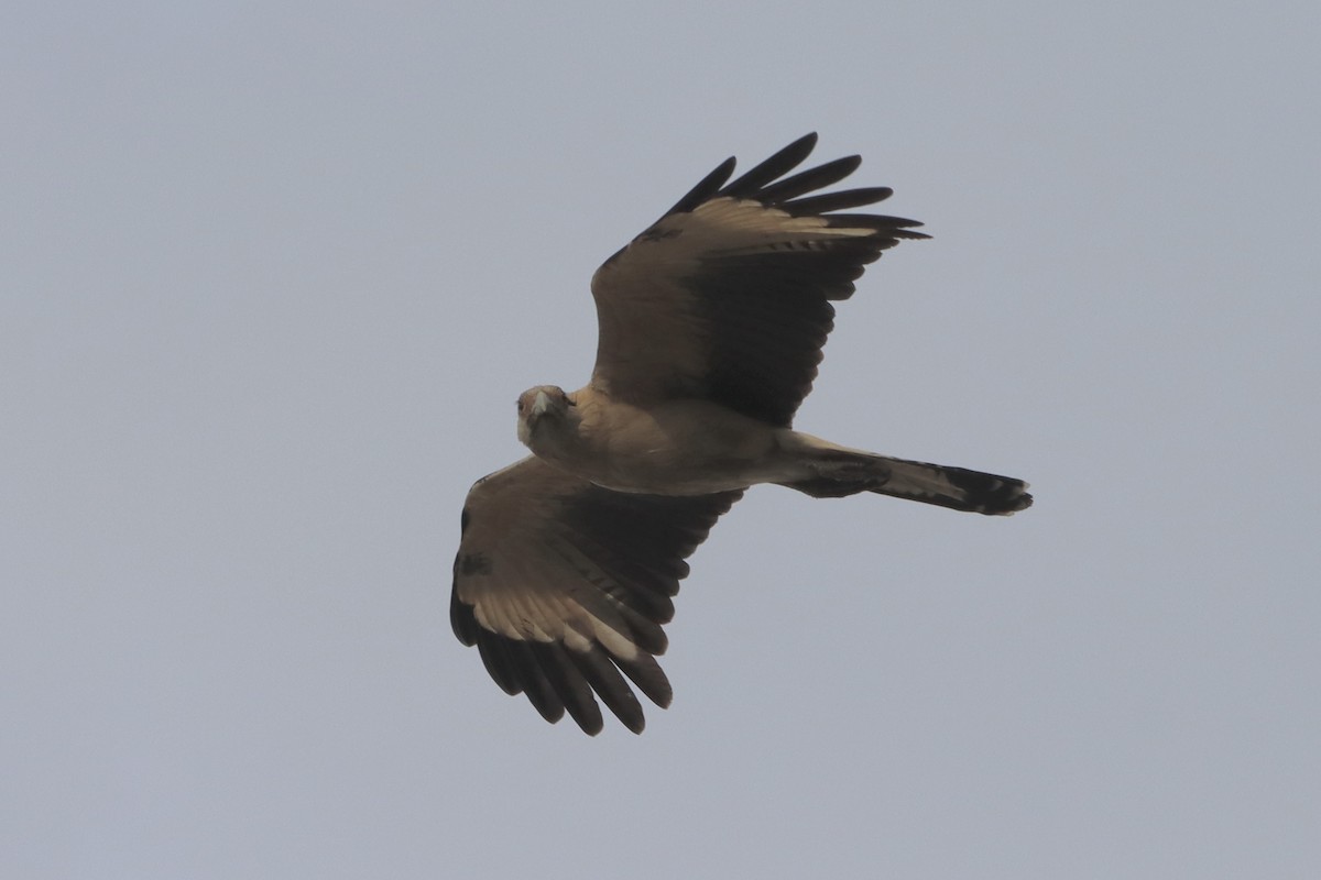 Yellow-headed Caracara - ML645660619