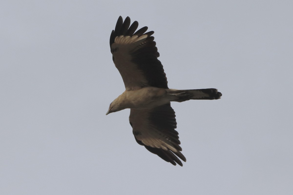 Yellow-headed Caracara - ML645660620