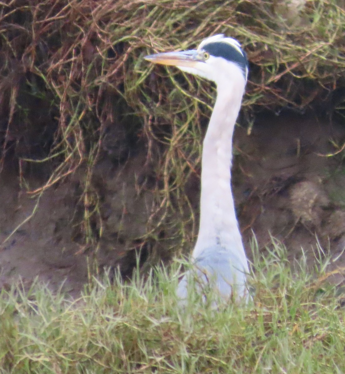 Graureiher - ML645660621