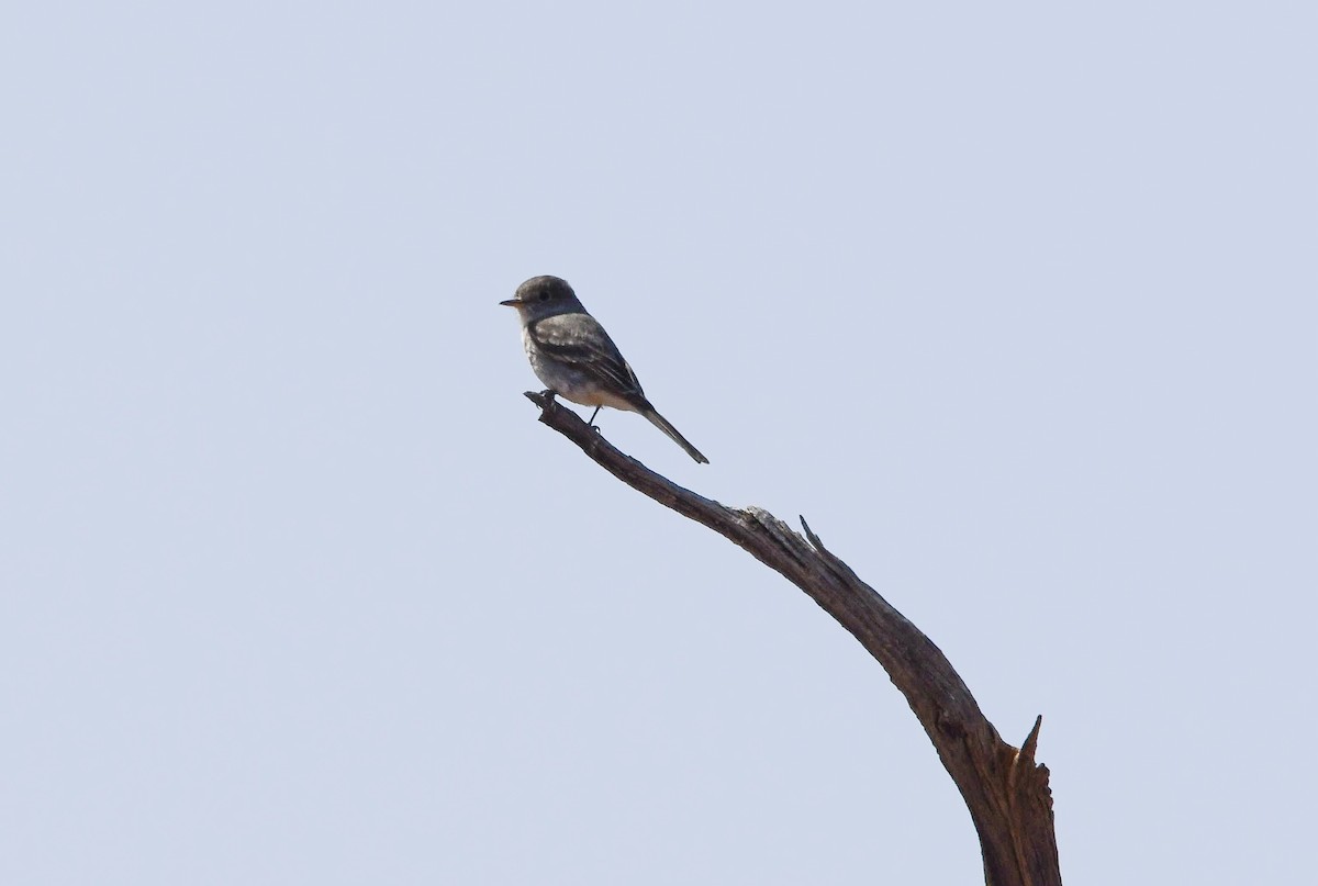 Buschland-Schnäppertyrann - ML645660622