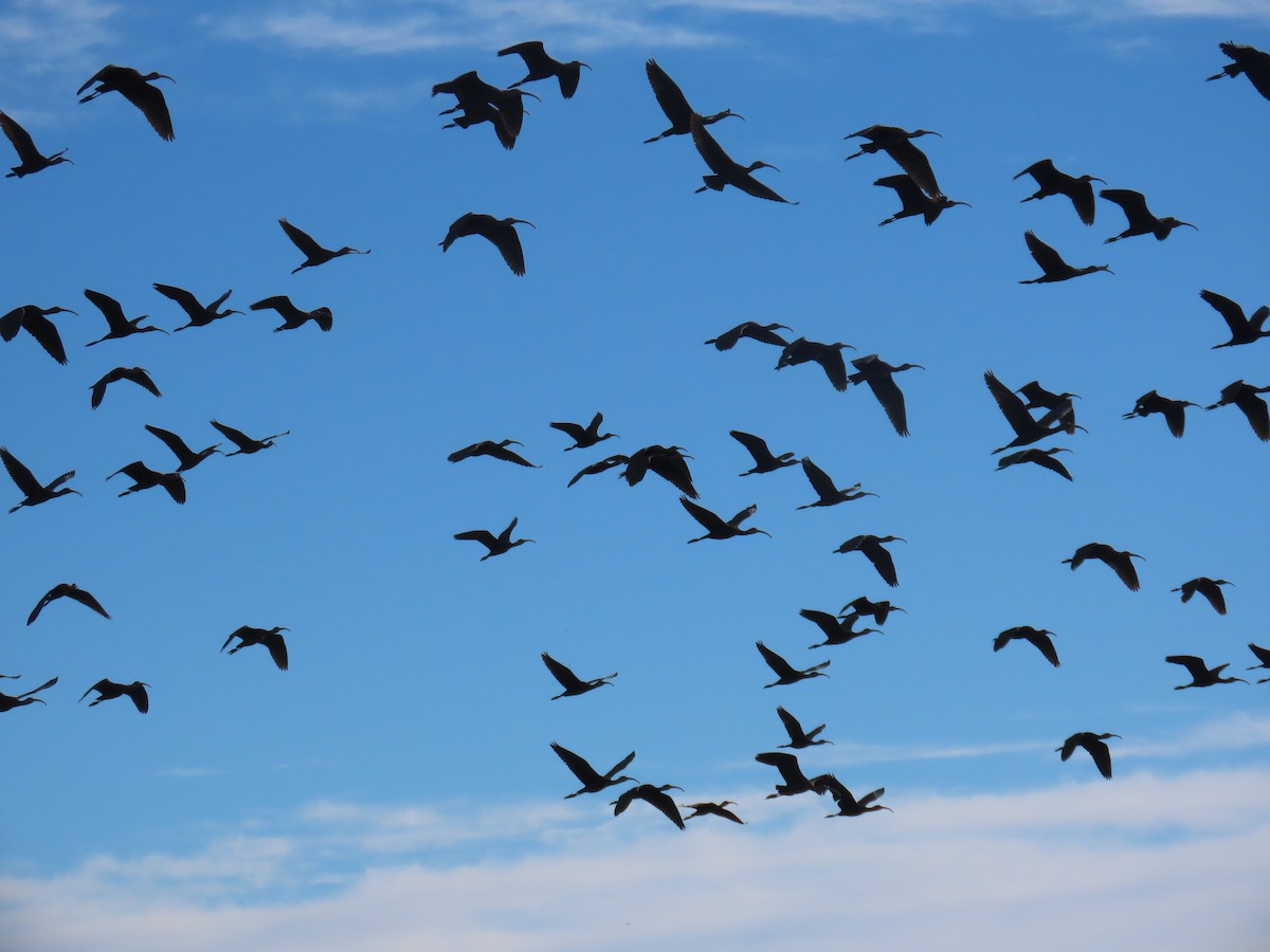 Brillensichler - ML645660623