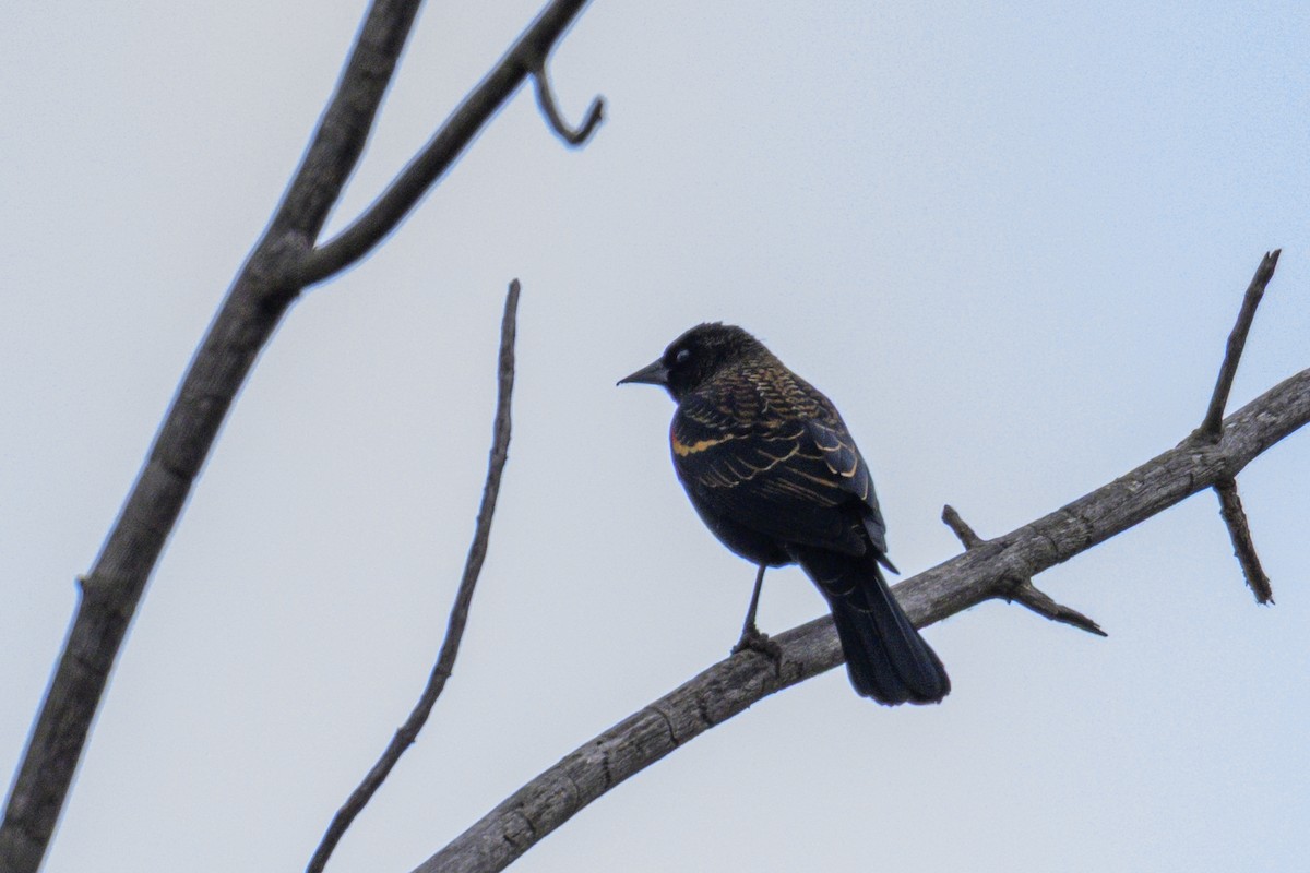 Rotflügelstärling - ML645660625