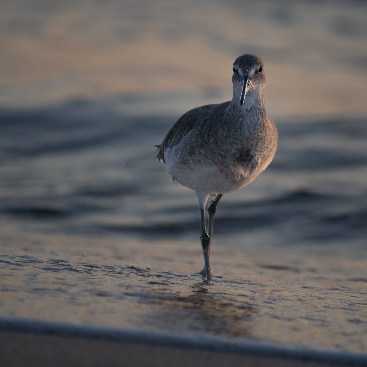 בבואן קרום-אצבעות - ML645660627