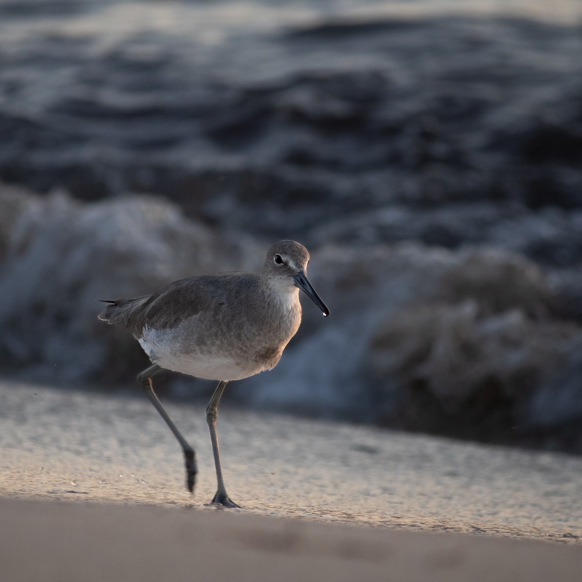 בבואן קרום-אצבעות - ML645660628