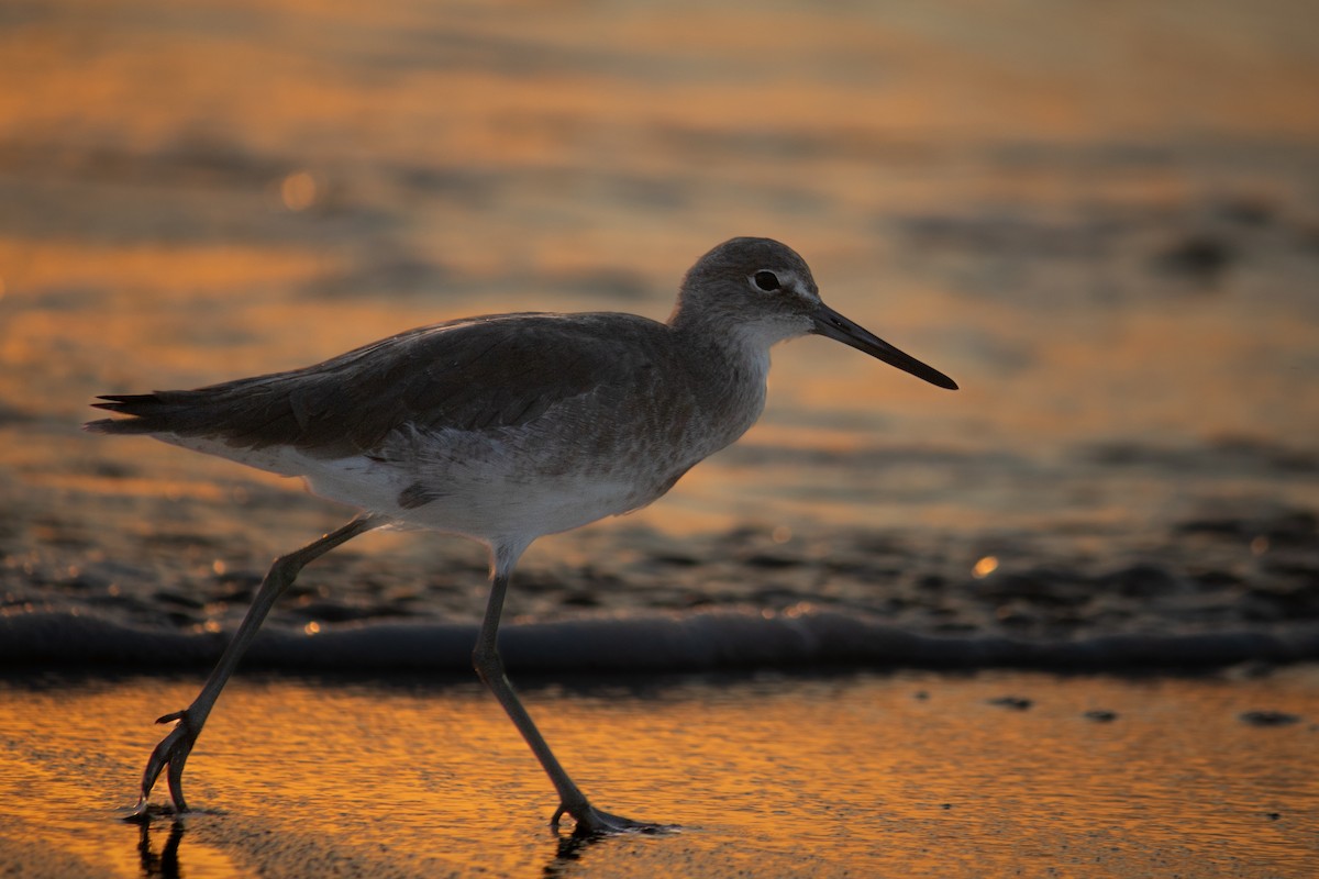 בבואן קרום-אצבעות - ML645660629