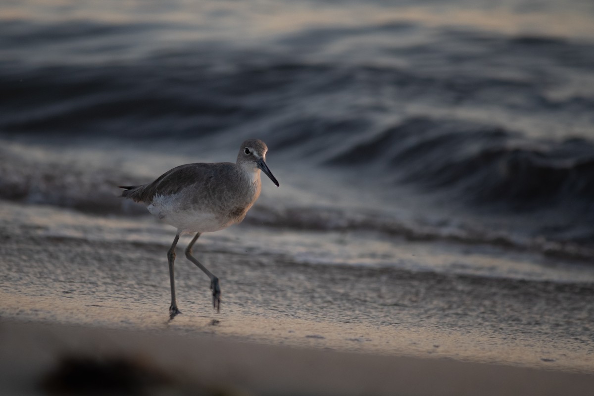 בבואן קרום-אצבעות - ML645660630