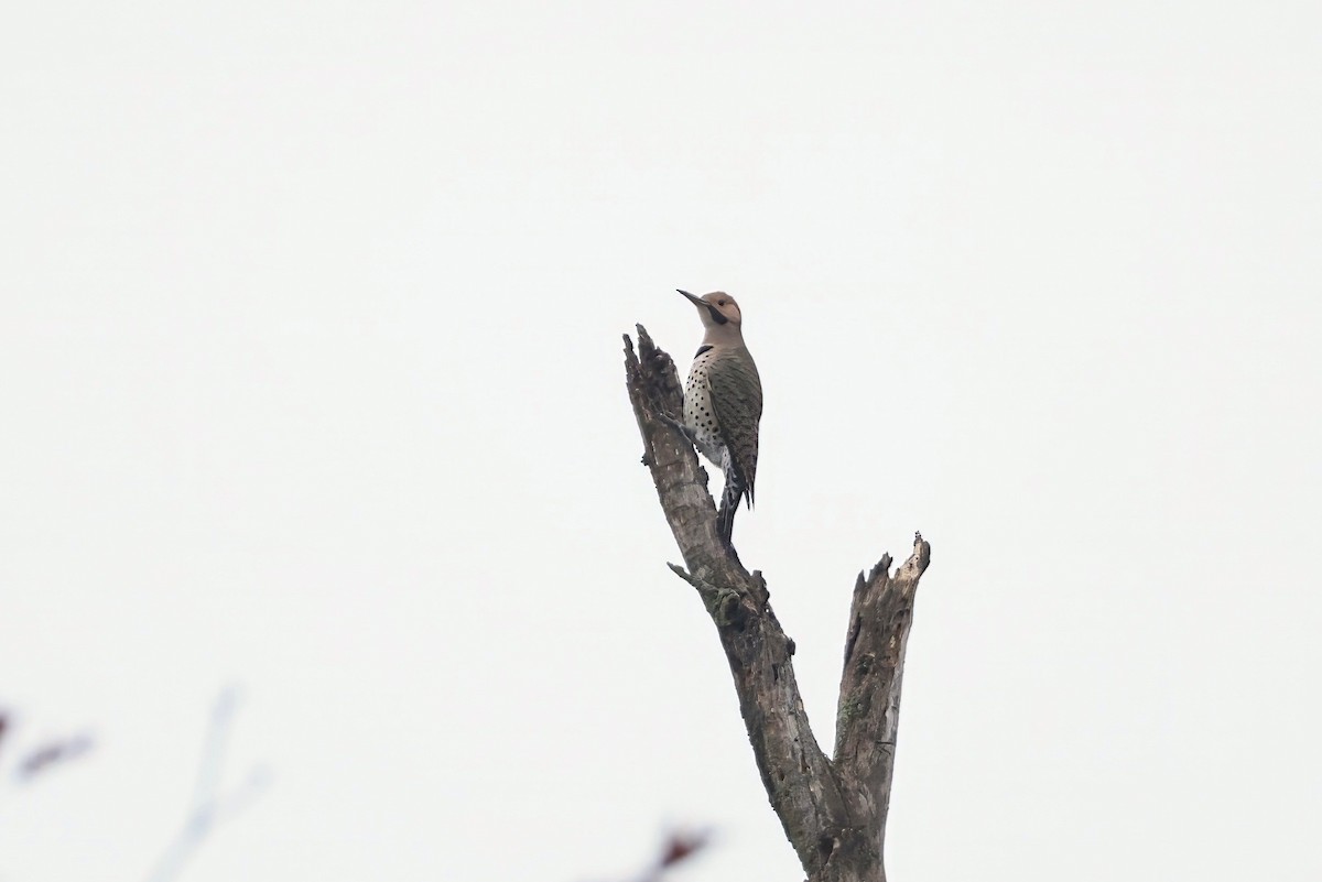 Northern Flicker - ML645660638