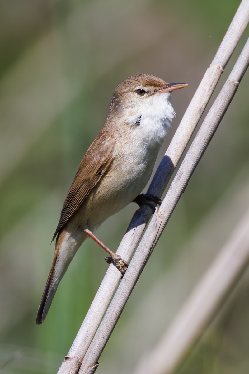 rákosník obecný - ML645660639