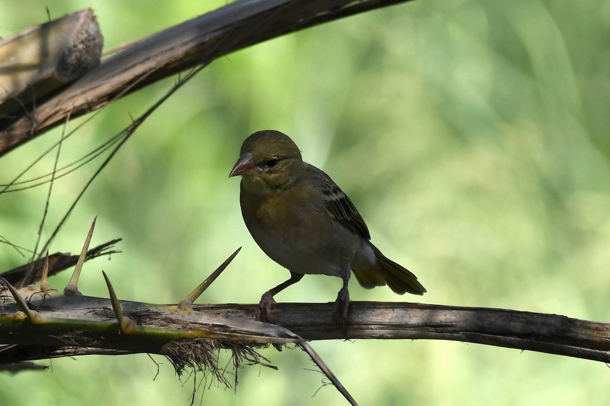 Ткачик рудощокий - ML645660640