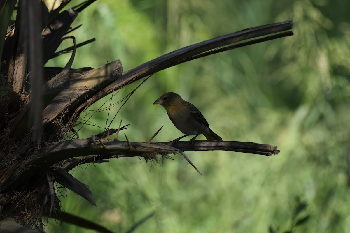 Ткачик рудощокий - ML645660642