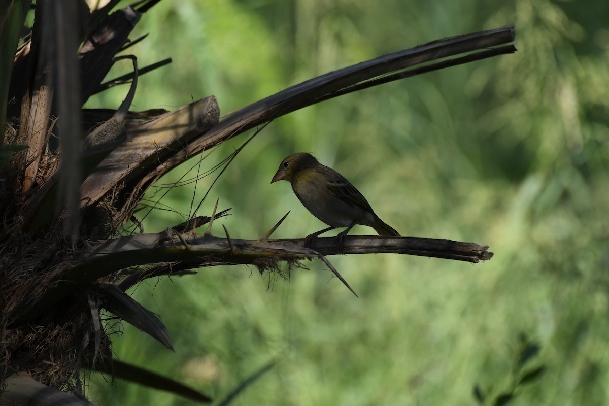 Ткачик рудощокий - ML645660643